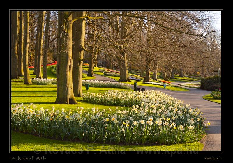 Keukenhof Hollandia 118.jpg